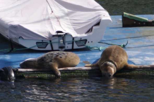 28 April 2023 - 10:32:46
Last year I spotted a seal with a wound around its neck. Seems possible it could be this one on the right. Although, it COULD be a tracking collar.
----------------
Seals in the river Dart, Dartmouth